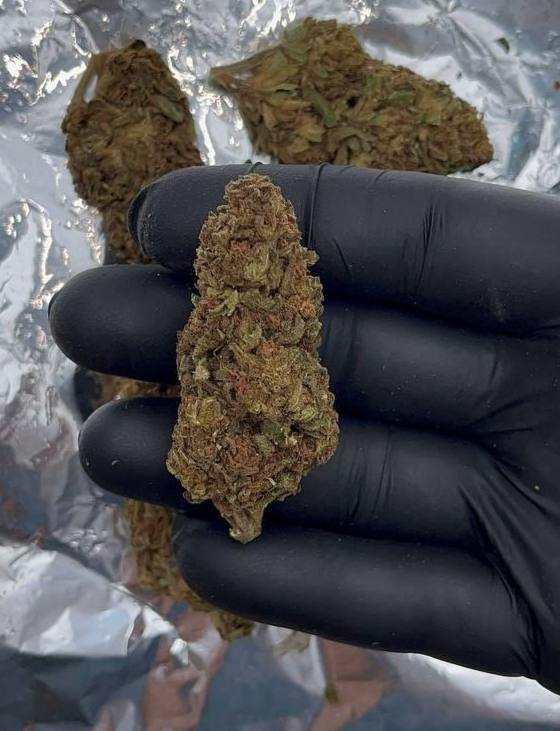 Skunk🌲1г